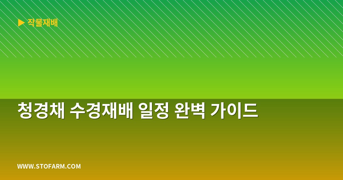 청경채 수경재배 일정 완벽 가이드