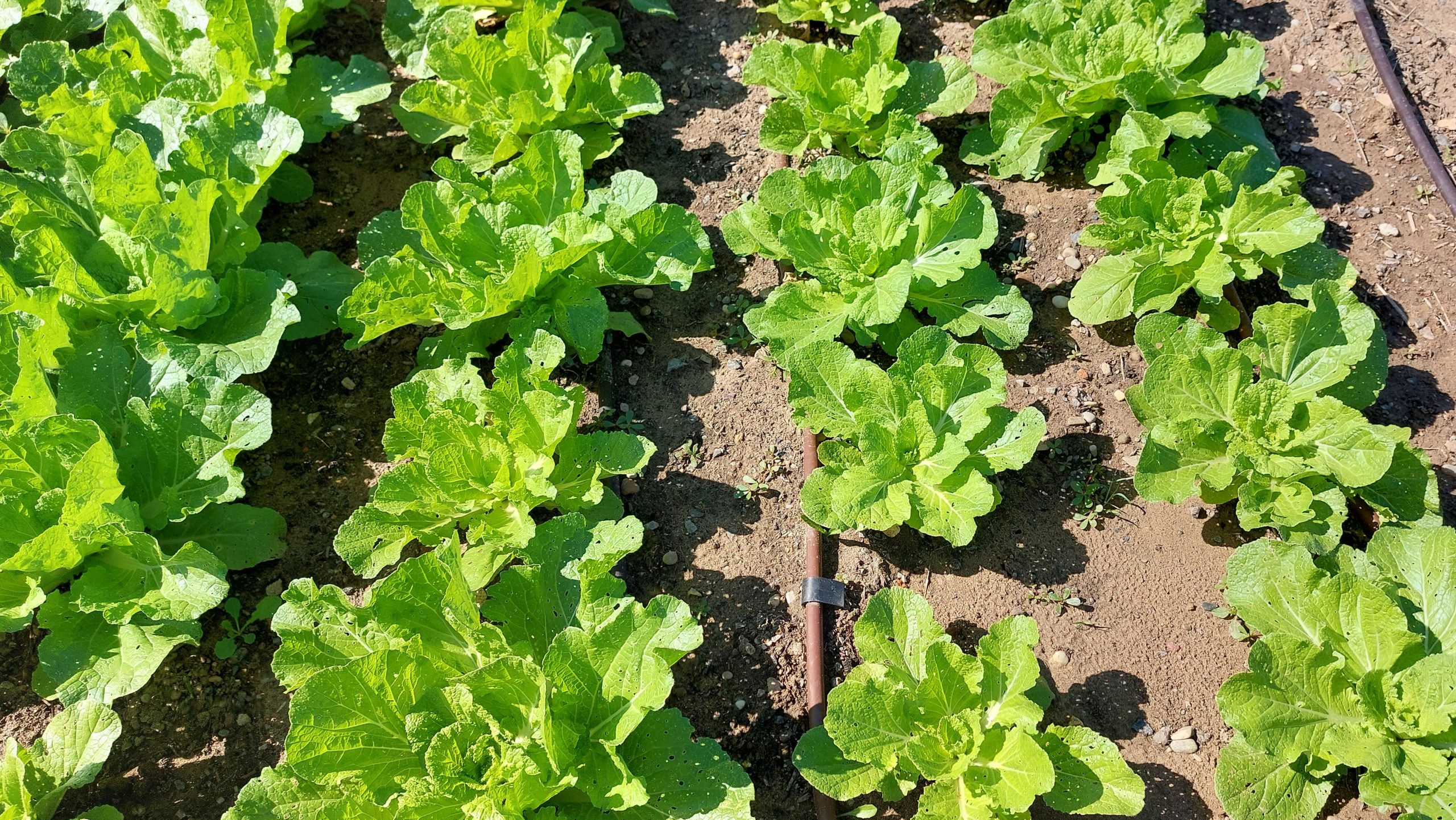 배추 물주기