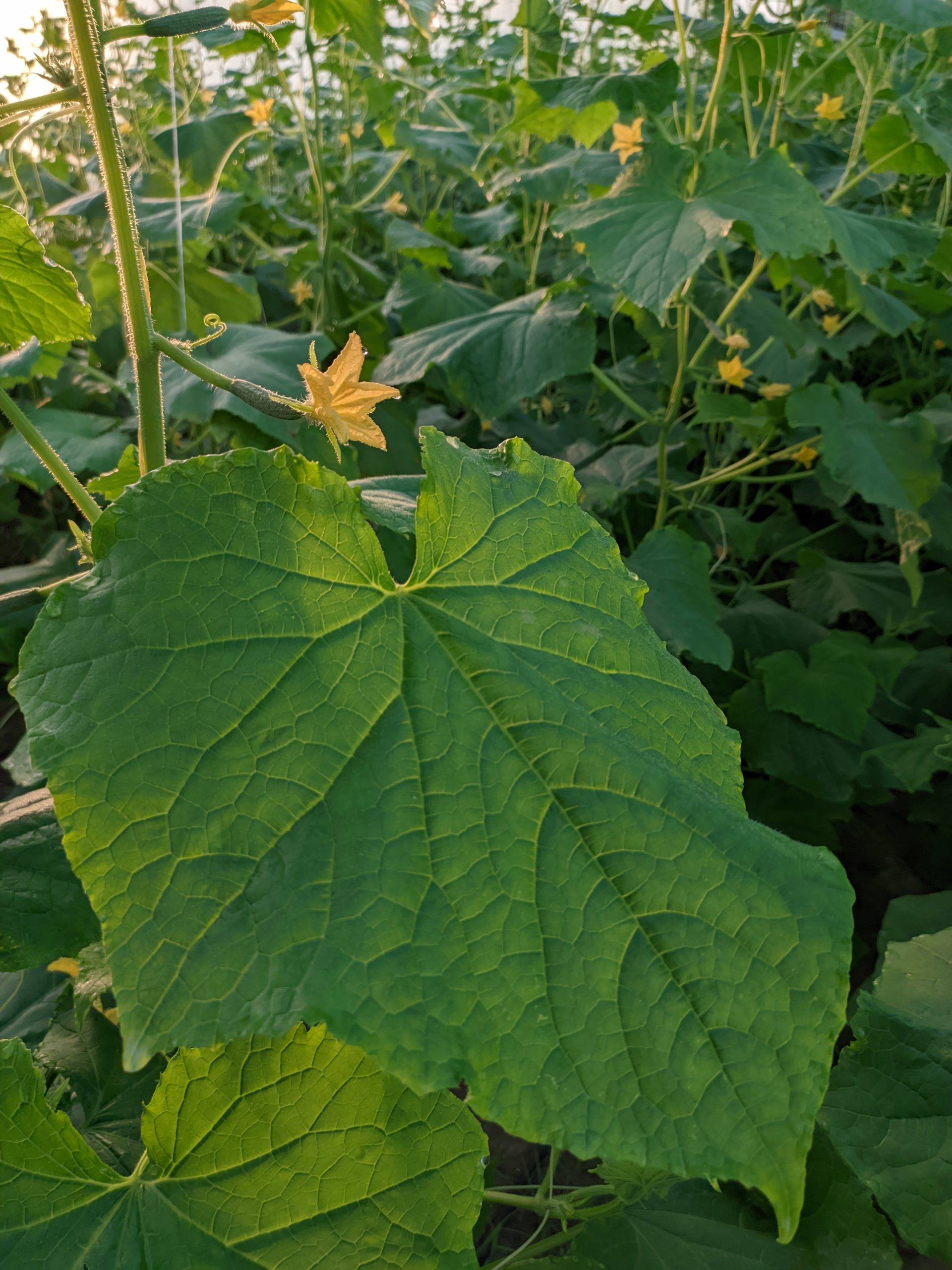 오이 물주기